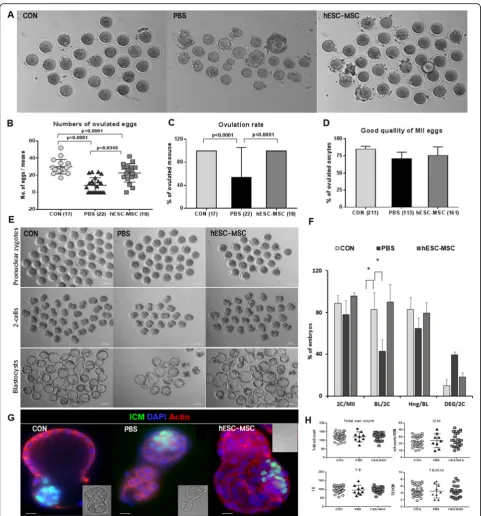 Fig. 6 Rescue of ovarian function by hESC-MSC transplantation after cisplatin injury. a Ovulated eggs from control, PBS, and hESC-MSC-transplanted mice at 4 weeks