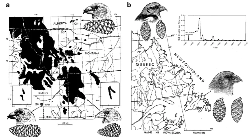 Fig. 4 Two examples of crossbill and conifer evolution andcoevolution. a The distribution of Rocky Mountain lodgepole pine(black) and crossbills and cones in the Rocky Mountains (lower right),Cypress Hills (upper right), and South Hills and Albion Mountain