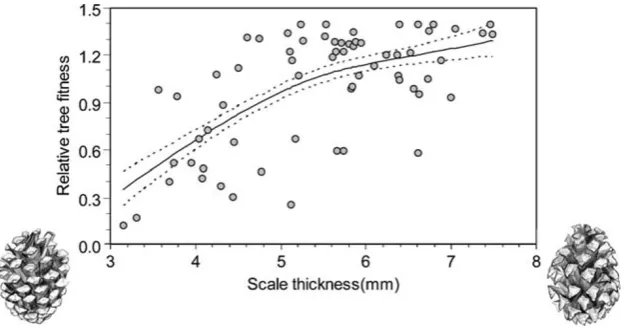 Fig. 5 The relationship between relative tree fitness because of seedpredation by crossbills and scale thickness in the western Pyrenees (n=65trees; from Mezquida and Benkman in press)