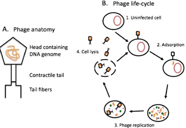Fig. 1 A cartoon of hostdenote resistance, and–parasite coevolution. H denotes host, P denotes parasite, solid red arrows denote successful infection, dotted black lines dotted blue arrows denote natural selection for increased resistance or infectivity in hosts and parasites, respectively
