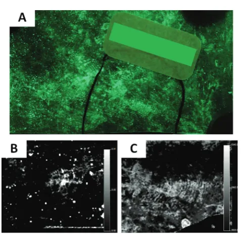 Fig. 4MALDI MSI analysis of a ﬁngermark enhanced with cyanocrylatefuming following by BY40 on a drug packet