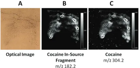 Fig. 5MALDI MSI analysis of a primary ﬁngermark lift recovered on theinterior of a window frame following enhancement with carbon blackpowder