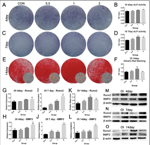 Fig. 4 Mitochondria transfer enhanced the osteogenic differentiation of BMSCs in vitro