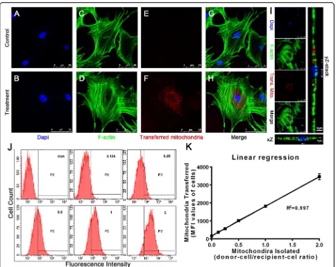 Fig. 1 Uptake of donor mitochondria by recipient BMSCs increased in a dose-dependent manner