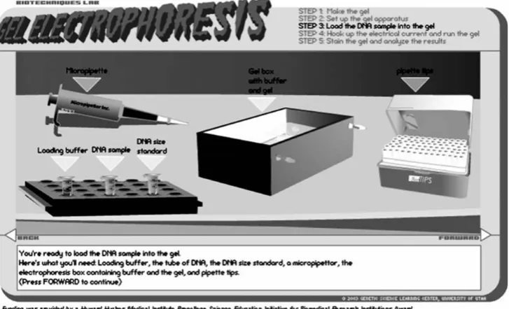 Fig. 2 The gel electrophoresis virtual laboratory available at http://learn.genetics.utal.edu
