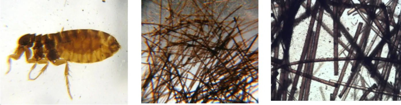 Figure 8. Flea Through Pocket  Microscope