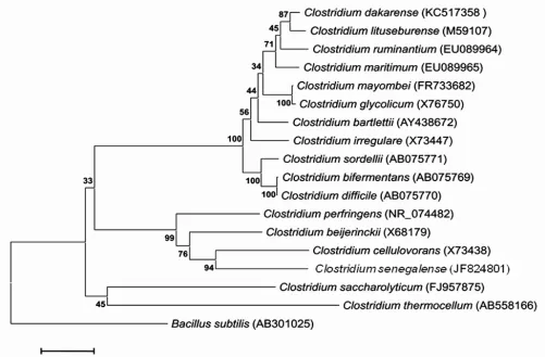 Figure 1. Phylogenetic tree highlighting the position of C. dakarense sp. nov. strain FF1T relative to other type strains within the Clostridium genus
