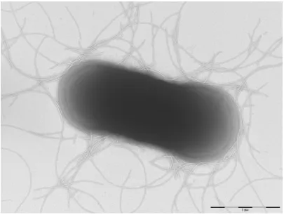 Figure 2. Gram staining of C. dakarense sp. nov. strain FF1T. 