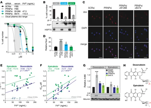 Figure 3. Effect of PrPC-positive serum and tumor tissue on doxorubicin efficacy. (trations (gray shading, 10–100 nM, 24–96 hours after infusion of 75 mg/mof input blotted for HSP70 as a loading control), and the bar graph shows the effect of depleting PrP