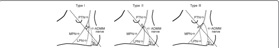 Fig. 1 A schematic drawing of the local anatomical features of the nerve to the abductor digiti minimi muscle (indicates the malleolarangle at the piercing point between the medial process of the calcaneal tuberosity and the branching position of the cutan