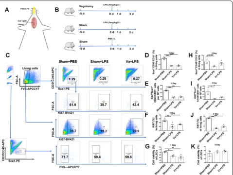 Fig. 2 Vagotomy does not influence LSCs expansion at the early phase of LPS-induced lung injury