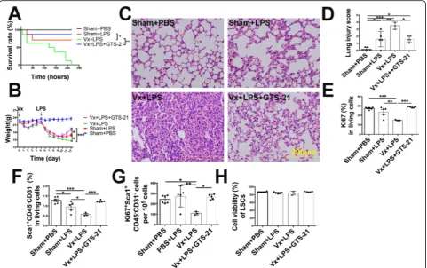 Fig. 4 The vagus nerve improves the outcome of lung injury and promotes LSCs proliferation viapathologic injury changes were revealed by hematoxylin and eosin staining in Sham+PBS, Sham+LPS, Vx+LPS, or Vx+LPS+GTS-21 groups; scalebar, 200operation 5 days be