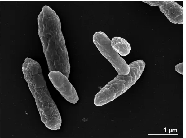 Figure 2. Scanning electron micrograph of L. aquimarina DSM 24565T. 