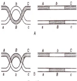 Figure: 3 Meiosis.