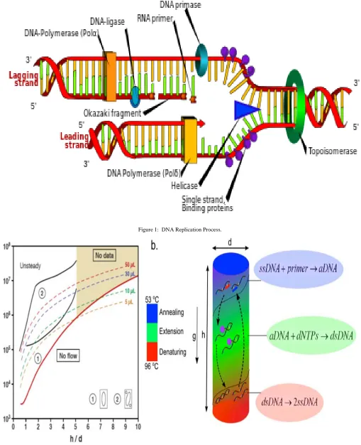Figure 1:  DNA Replication Process. 