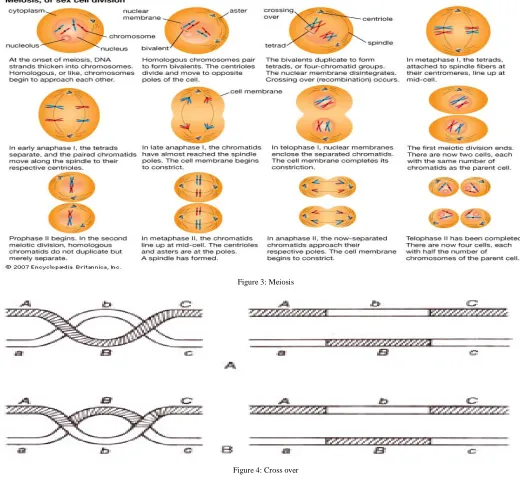 Figure 3: Meiosis 