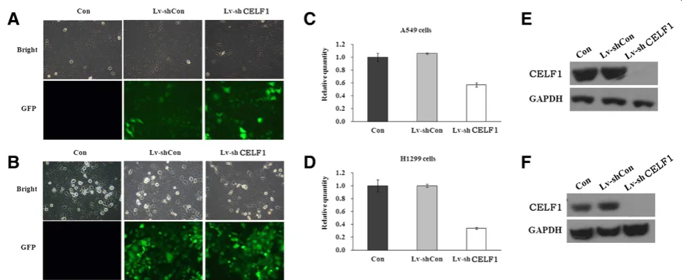 Figure 2 Expression levels of CELF1 in lung cancer cells. (A)(B)independent experiments; bars represent SD