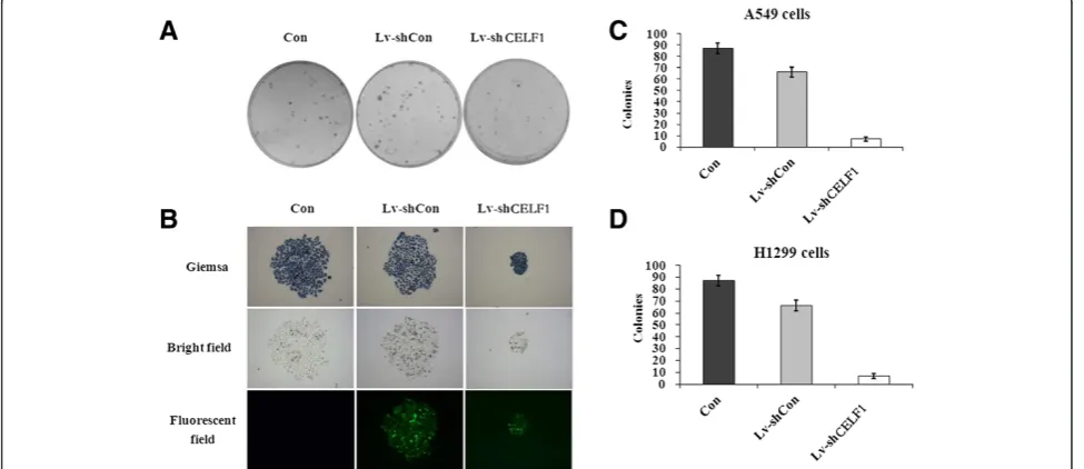 Figure 4 Effect of CELF1 gene knockdown on the proliferation of lung cancer cells. Proliferation of A549 (A) and A1299 (B) cells weretreated as indicated and measured by MTT assay