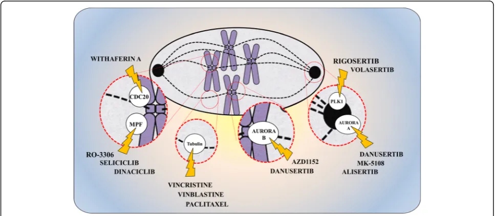 Fig. 4 Targeting mitosis using different mitotic inhibitors. Conventional mitotic poisons such as vincristine, vinblastine, or paclitaxel compromisecell proliferation interfering with microtubule assembly and affecting mitosis progression