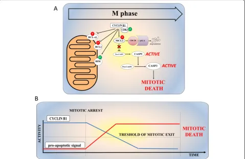 Fig. 2 Mechanism of cell death during mitotic arrest.different pro-/anti-apoptotic factors