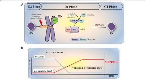 Fig. 3 Mechanism of cell slippage during mitotic arrest.contest of mitotic slippage. In the presence of active MPF complex, the rapid degradation of Cyclin B1 level below the mitotic exit thresholddegradation of pro-survival proteins) during mitotic arrest