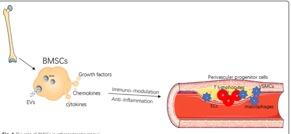 Fig. 1 The role of BMSCs in atherosclerotic plaque