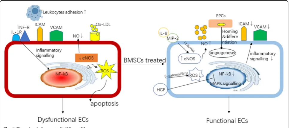 Fig. 3 The role of allogeneic BMSCs on VSMCs