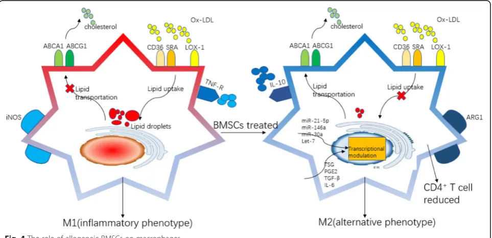 Fig. 4 The role of allogeneic BMSCs on macrophages