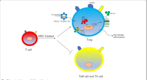 Fig. 5 The role of allogeneic BMSCs on T lymphocytes