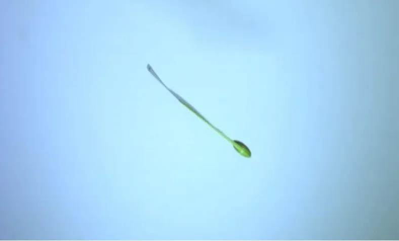 Figure 6. High-speed camera technologies used to capture dataseed flight characteristics