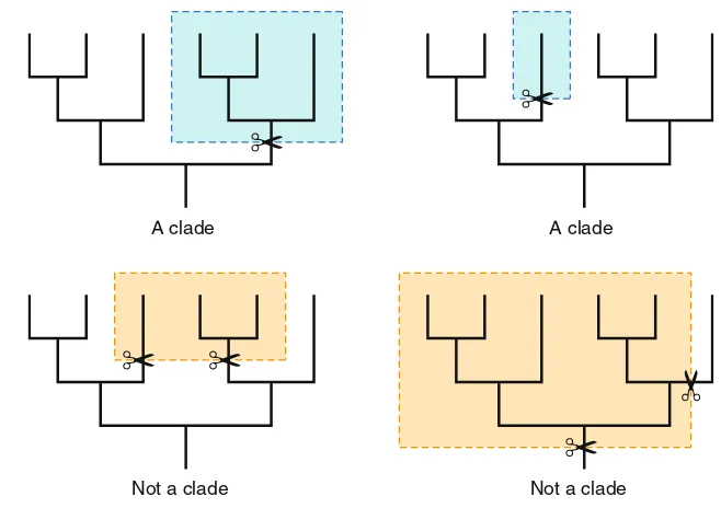 Fig. 5 Clades are nested within one another. Illustration adapted withpermission from the Understanding Evolution website