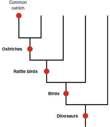 Fig. 7 a Hypothetical phyloge-nested insideone of the genera will need to benies of two genera