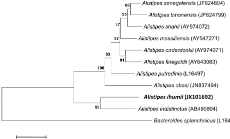 Figure 1. Phylogenetic tree highlighting the position of Alistipes ihumii strain AP11T relative to other type strains within the genus Alistipes