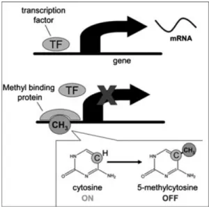 Figure 1. DNA methylation silencing gene expression. Methylation attracts capping proteins that hinder access to the gene for the transcription factors that normally turn on gene expression and formation of messenger RNA (mRNA; Zeisel, 2007).