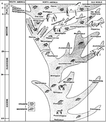 Fig. 3 A modern view of horseevolution, emphasizing thebushy branching nature of theirhistory, as many more fossilshave been found and newspecies named