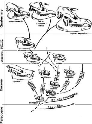 Fig. 5 Evolution of the tapirsfrom primitive forms with skullsmuch like Eocene horses andrhinoceroses through progres-sively more specialized formswhich have a deeper retractionof the nasal notch, indicating alarger proboscis (modified fromProthero and Schoch 2002)
