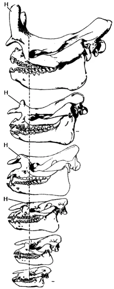 Fig. 6 Conventional linear view of brontothere evolution through theEocene from primitive forms like Palaeosyops that are barelydistinguishable from contemporary horses through larger and largerforms that eventually developed two blunt horns on their noses (afterOsborn 1929)