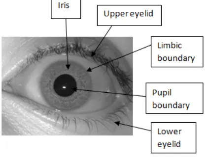 Figure. 1: Human Eye Structure 