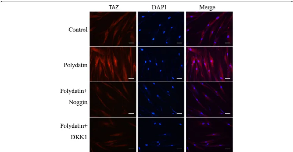 Fig. 6 PD promoted the nuclear translocation of TAZ in hBMSCs, but Noggin and DKK1 offset this effect