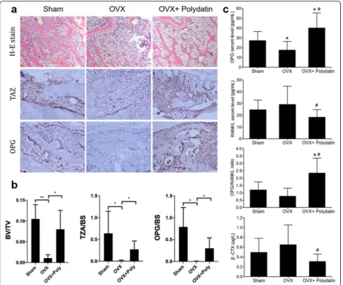 Fig. 8 PD improved the trabecular structure and stimulated the expression of the TAZ and OPG in OVX mice