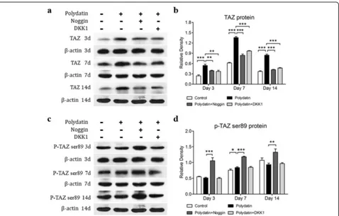 Fig. 5 Noggin and DKK1 countervail the PD promotion effect on the total TAZ protein, and Noggin further increases the expression of p-TAZprotein