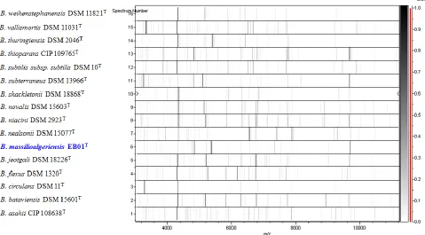 Figure 4. Reference mass spectrum from B. algeriensis strain EB01T. Spectra from 12 individual colonies were compared and a reference spectrum was generated