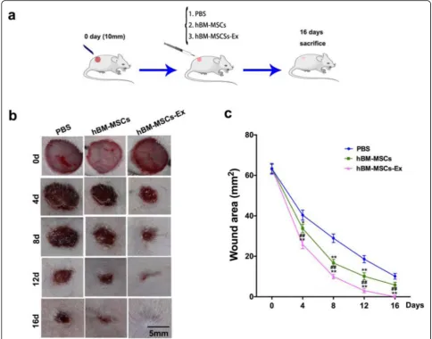 Fig. 2 hBM-MSC-Ex treatments accelerate cutaneous wound healing process in vivo. The illustration of experimental design and plan ofwound area in the respective treatment groups (experiment performed in vivo (a)