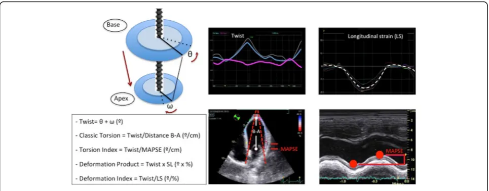 Fig. 1 Graphic representation of the LV. Parameters that contribute to LV myocardial function