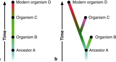 Fig. 1 Even when evolutionary change occurs slowly and steadily,many steps in the transition may not be preserved in the fossil record.Illustration adapted with permission from the Understanding Evolu-tion website
