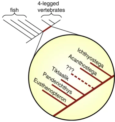 Fig. 4 Phylogenies illustrating two hypotheses regarding humanancestry. a According to this hypothesis, H