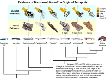 Fig. 5 Transitional fossils illus-