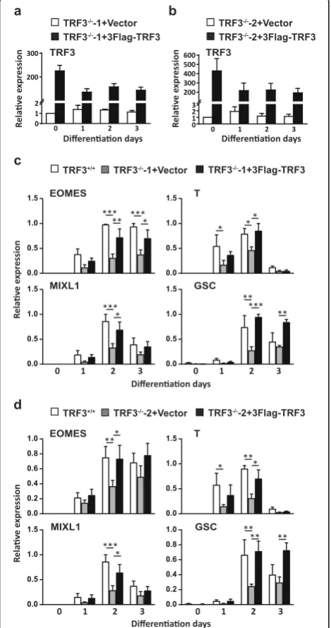 Fig. 5 Reintroduction of TRF3 into TRF3−/−-1 and TRF3−/−-2 hESCsrescues the ME differentiation