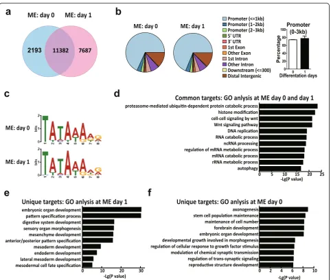 Fig. 6 ChIP target analysis of TRF3 at the undifferentiated status (ME D0) and the ME D1
