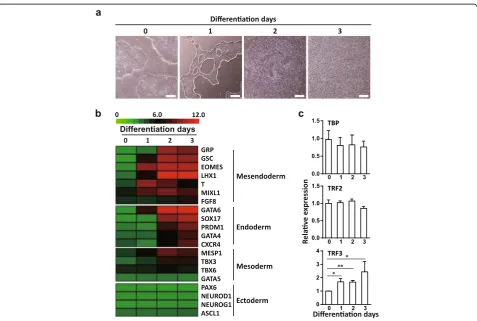 Fig. 1 The TRF3 expression level is enhanced during ME differentiation of hESCs. a Microscope images for the morphology of ME differentiation.Scale bar = 200 μm